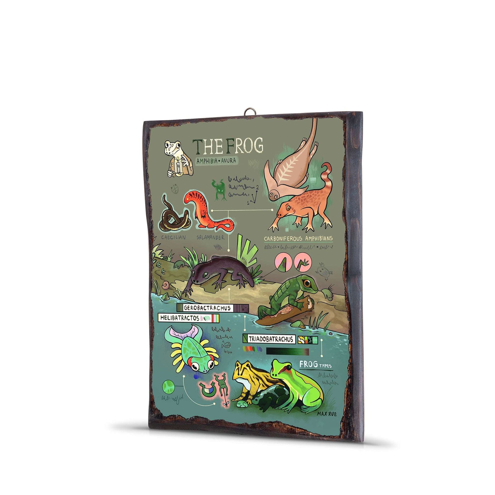 FROG EVOLUTION WOODEN FRAME - WF063 - Apnoia